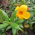 Allamanda schottii Λουλούδι