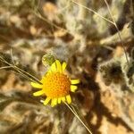 Pulicaria arabica Flower