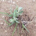 Helianthemum ledifolium Leaf