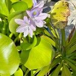Eichhornia crassipes Bloem