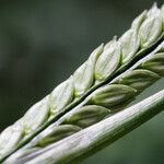 Paspalum distichum Fruit