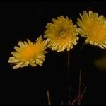 Malacothrix californica Flower