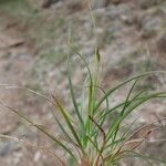 Carex halleriana Staniste