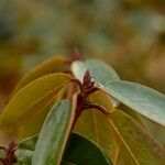 Rhododendron campanulatum Folha