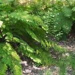 Osmunda regalis Blad