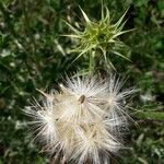 Silybum marianum Fruit