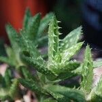 Aloe juvenna Folha