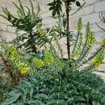 Berberis japonica Blomst