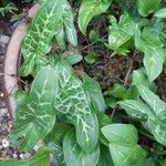 Arum italicumLeaf