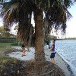 Sabal palmetto Fruit