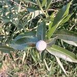 Salix eriocephala Fruit