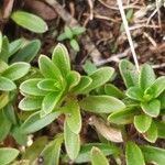 Thymus pulegioides পাতা