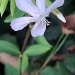 Saponaria officinalis 花