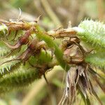 Hedysarum glomeratum Fruit