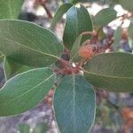 Arctostaphylos patula Leaf