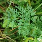 Selinum carvifolia Hoja