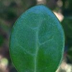 Fernelia buxifolia Feuille