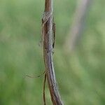 Bromus commutatus Bark