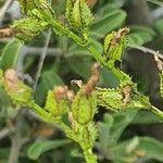 Hypericum annulatum Owoc