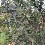 Colletia paradoxa Лист