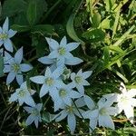 Ornithogalum divergensFlower