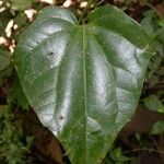 Fevillea cordifolia Foglia