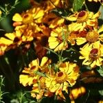 Coreopsis tinctoria Квітка