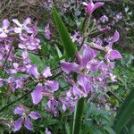 Hesperis laciniata Fiore