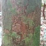 Pouteria melanopoda Corteza