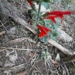 Salvia roemeriana Froito
