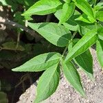 Sambucus canadensisBlad