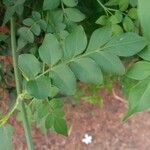 Jasminum grandiflorum Hoja