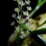 Scaphyglottis micrantha Flower