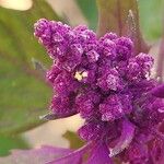 Chenopodium quinoa Flower