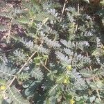 Tribulus terrestris Лист