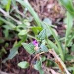 Cuphea carthagenensis Flower