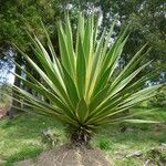Furcraea selloana Hàbitat