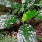 Palisota mannii Hoja