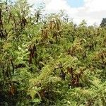 Acacia angustissima Hábito
