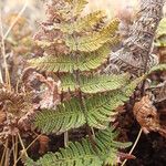 Hemionitis farinosa Feuille