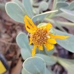 Hertia cheirifolia Kvet