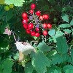 Actaea rubra Gyümölcs