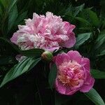Paeonia officinalis Blomst