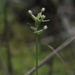 Platanthera clavellata 花