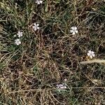 Petrorhagia saxifraga Habit