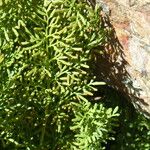 Cryptogramma crispa Leaf