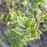 Vaccinium varingiifolium Leaf