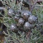 Callitris roei Fruto