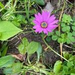 Dimorphotheca jucunda Çiçek