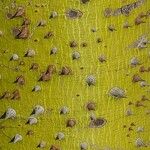 Ceiba insignis Corteza
